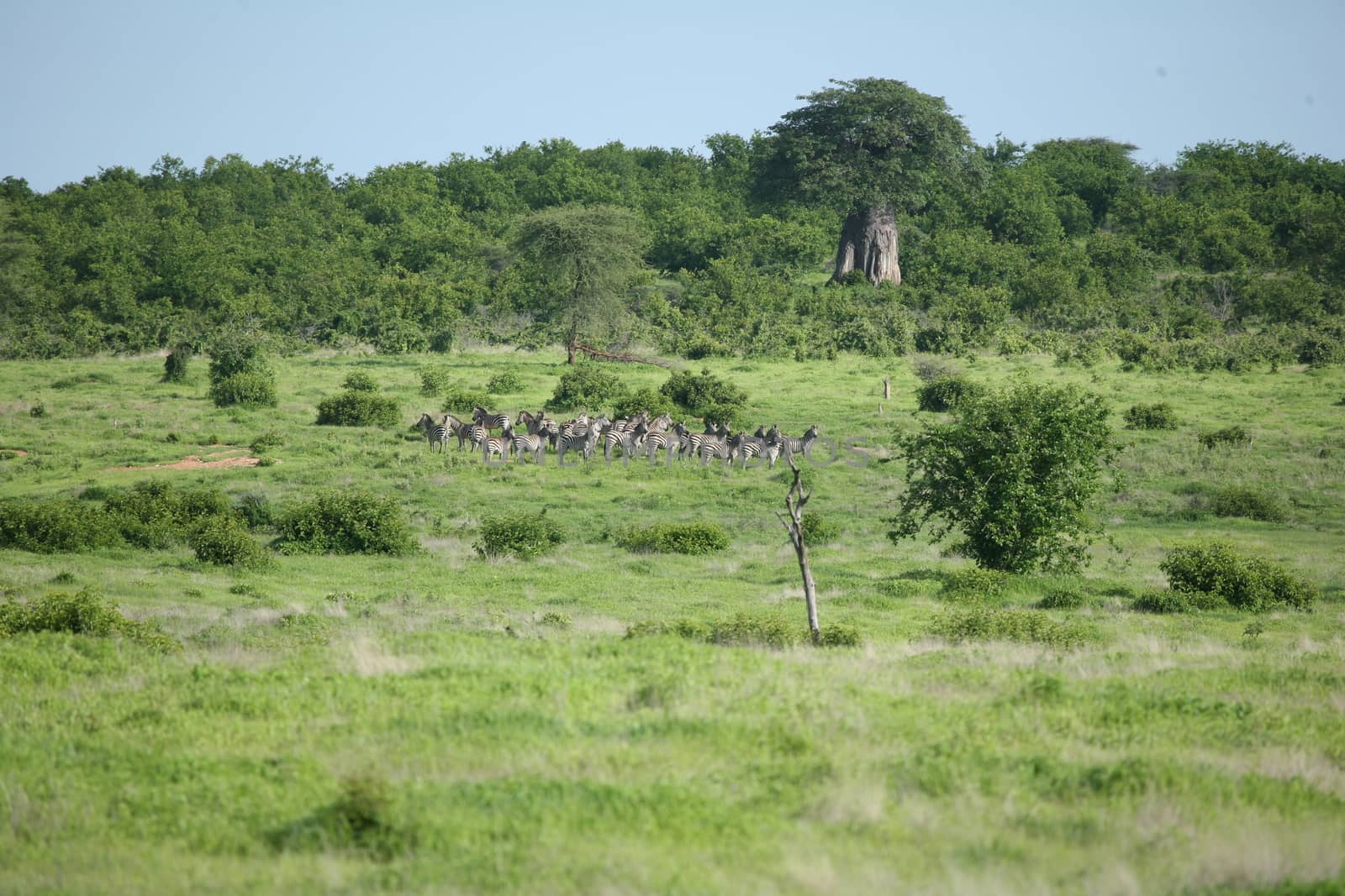 Zebra Botswana Africa savannah wild animal picture by desant7474