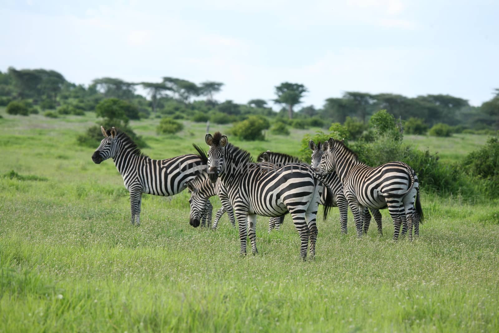 Zebra Botswana Africa savannah wild animal picture by desant7474