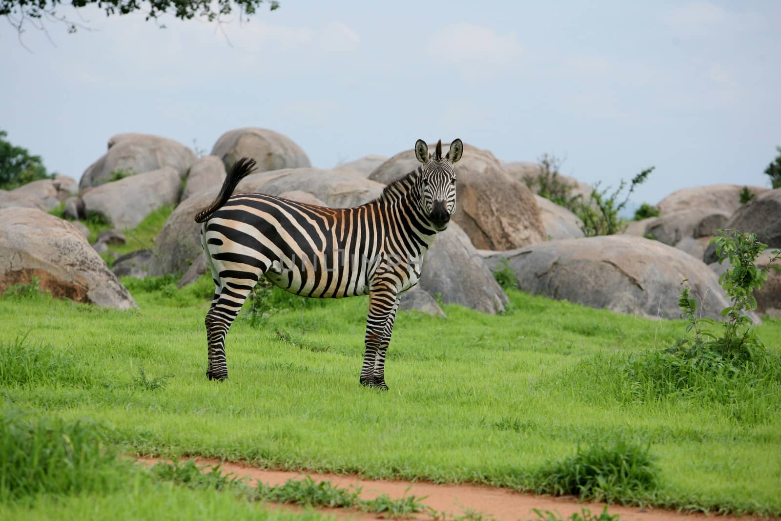 Zebra Botswana Africa savannah wild animal picture by desant7474