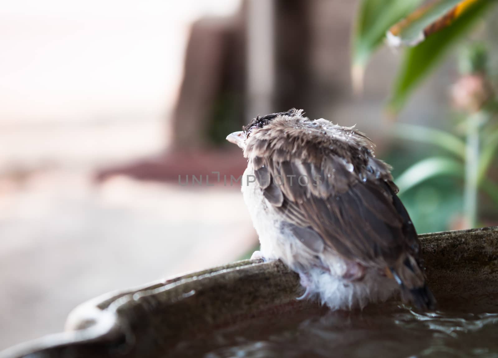 Close up of a young sparrow at fountain by punsayaporn