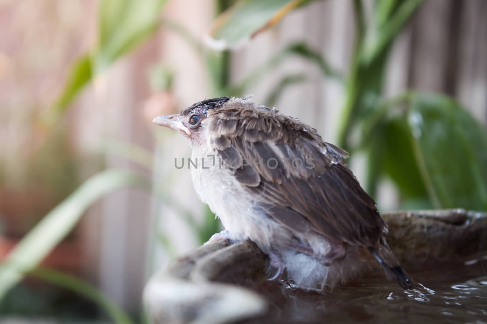 Close up of a young sparrow at fountain by punsayaporn
