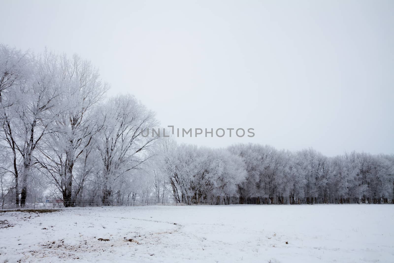 Very cold and foggy outside but looks peacefull