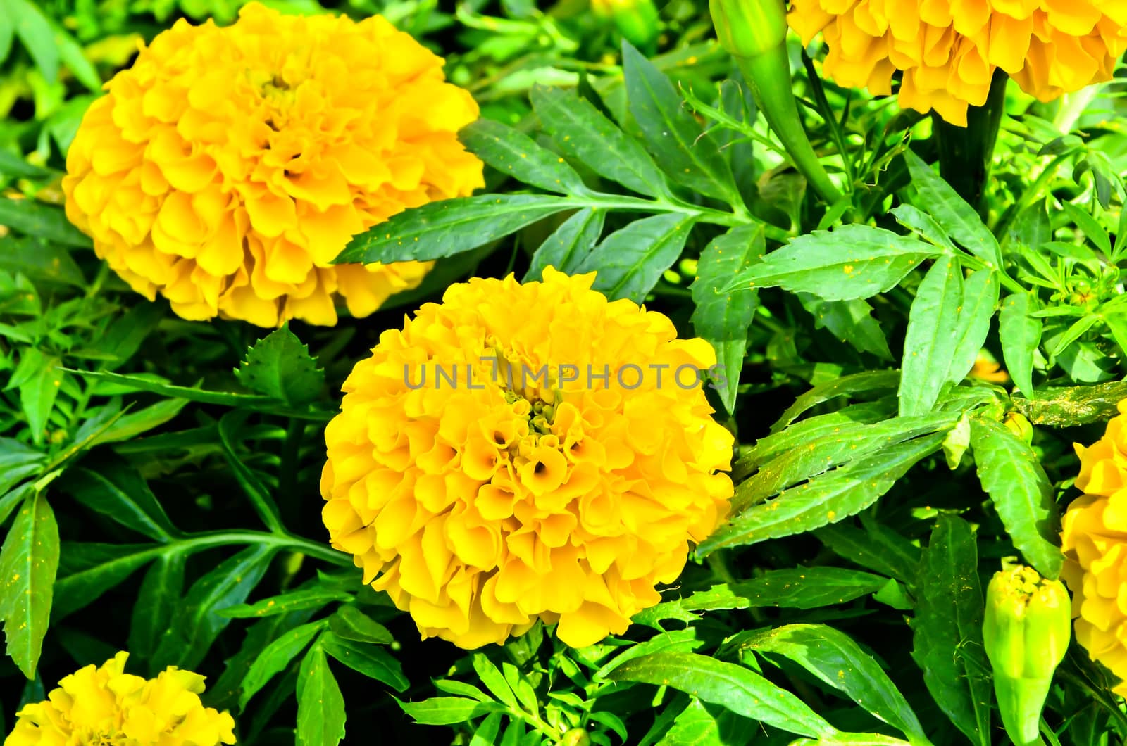 Marigold flower in Thailand by raweenuttapong
