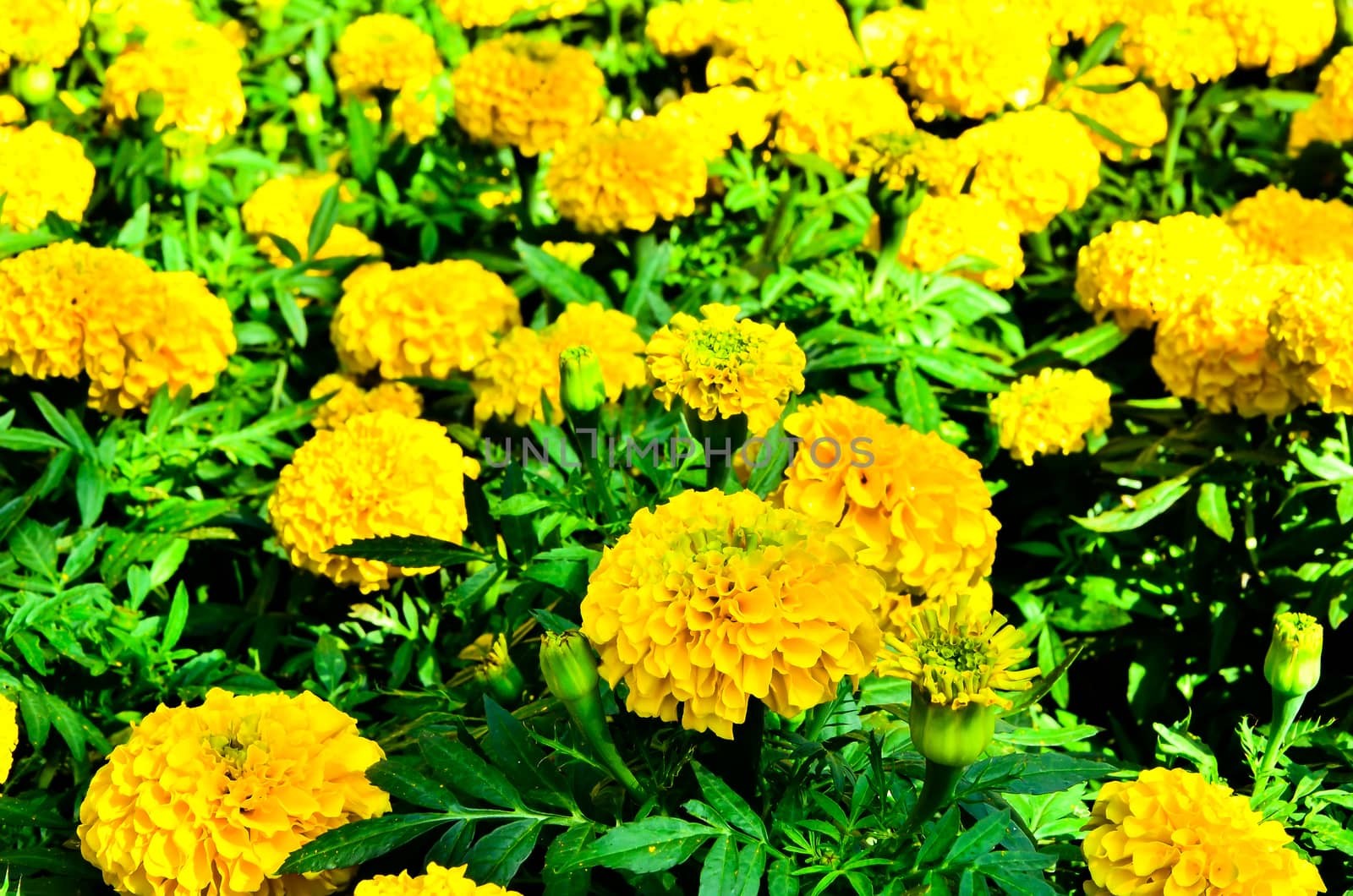 Marigold flower with soft sun in Thailand