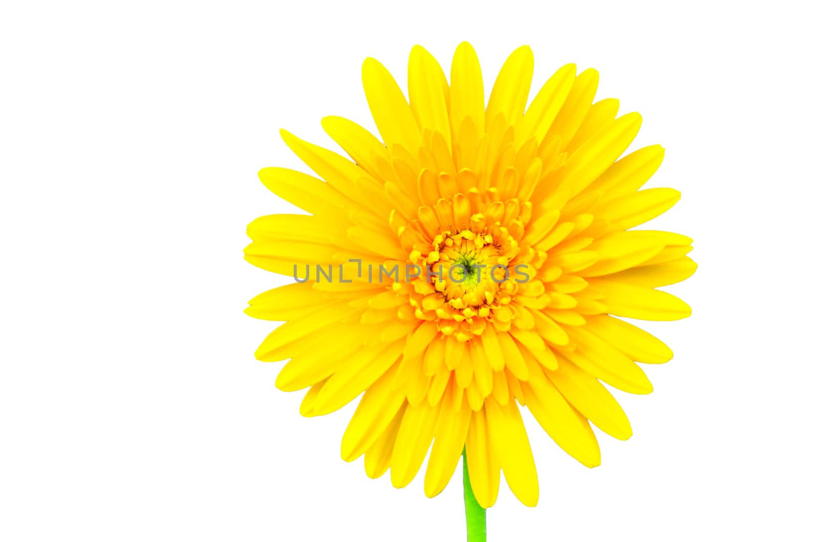 Beautiful daisy gerbera flower isolated on white background by raweenuttapong