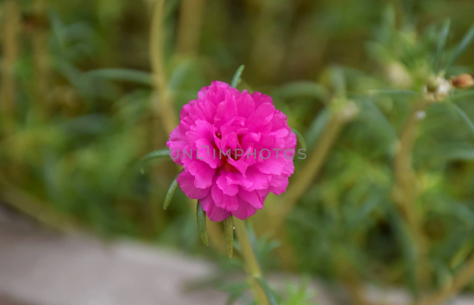 pink Middle flowers. by sky_sirasitwattana