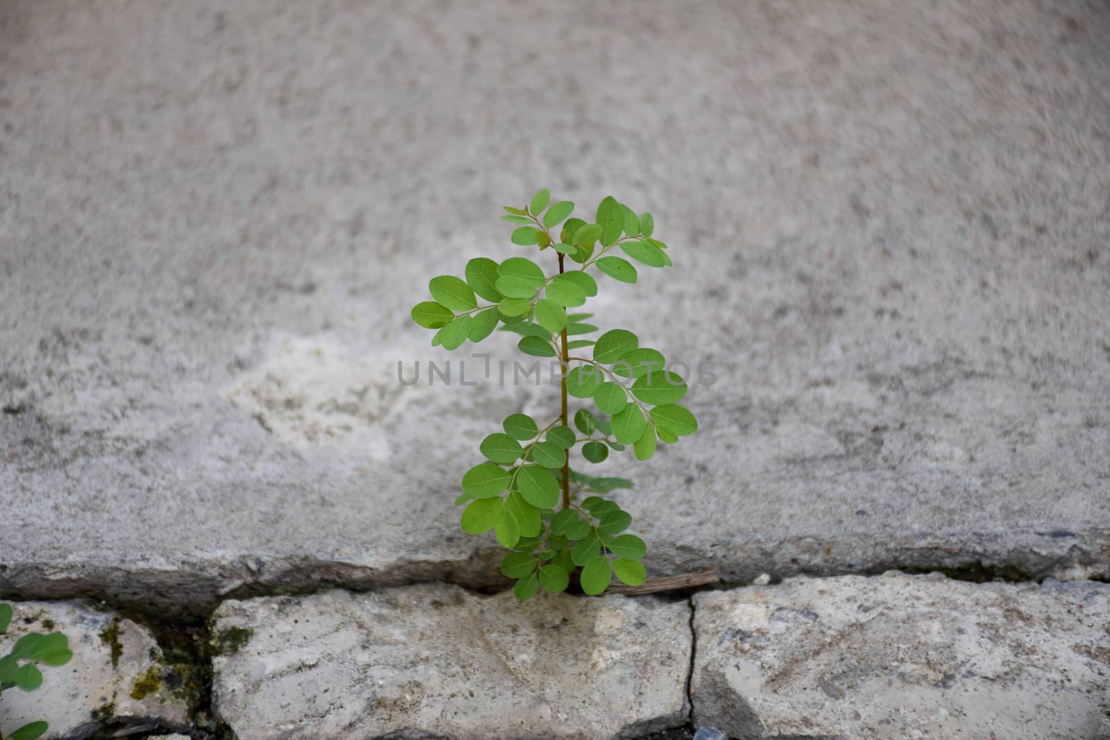 Plants/seedling taking root on Concrete floor. motivation and strength conceptual.
