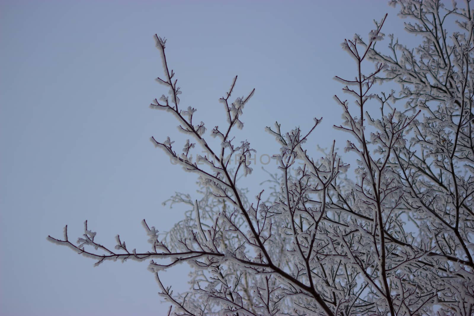 frozen tree winter by liwei12