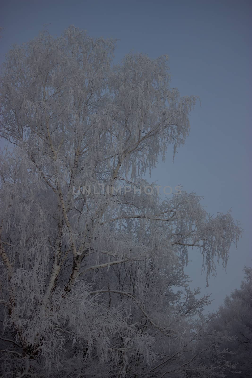 frozen tree with blue sky background, winter