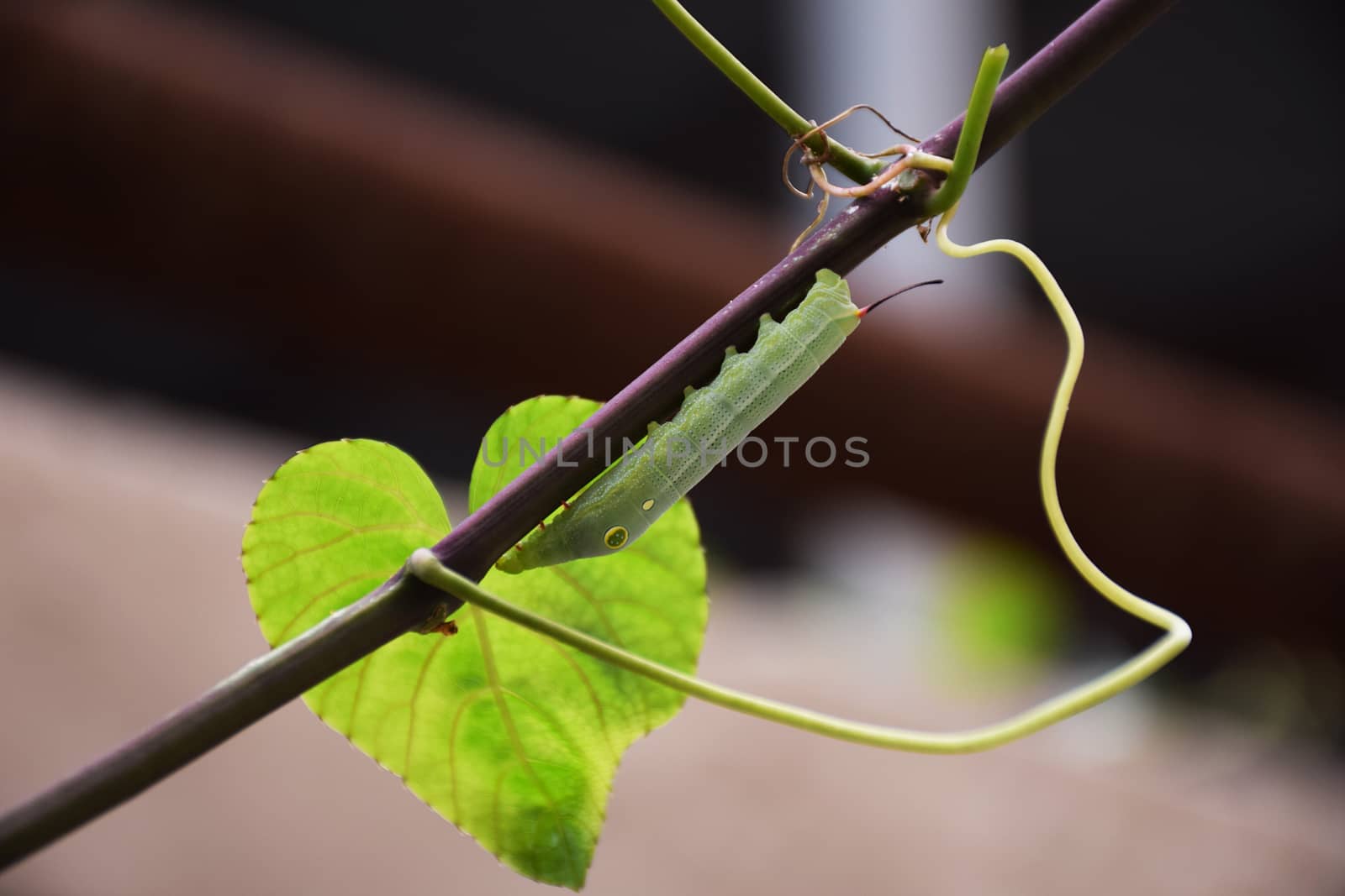 Worm or Caterpillars on branch. by sky_sirasitwattana