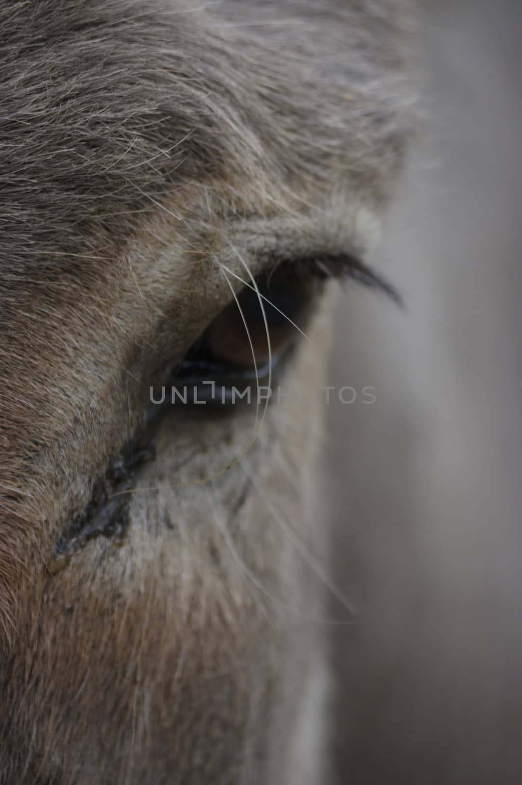 closeup view of donkey head and eye by evolutionnow