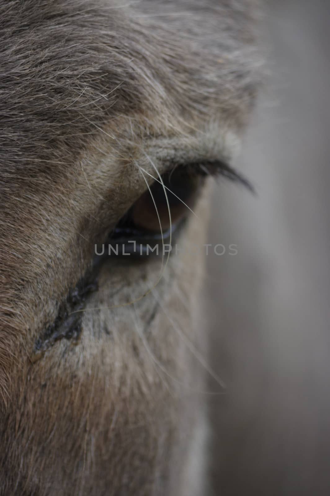 closeup view of donkey head and eye