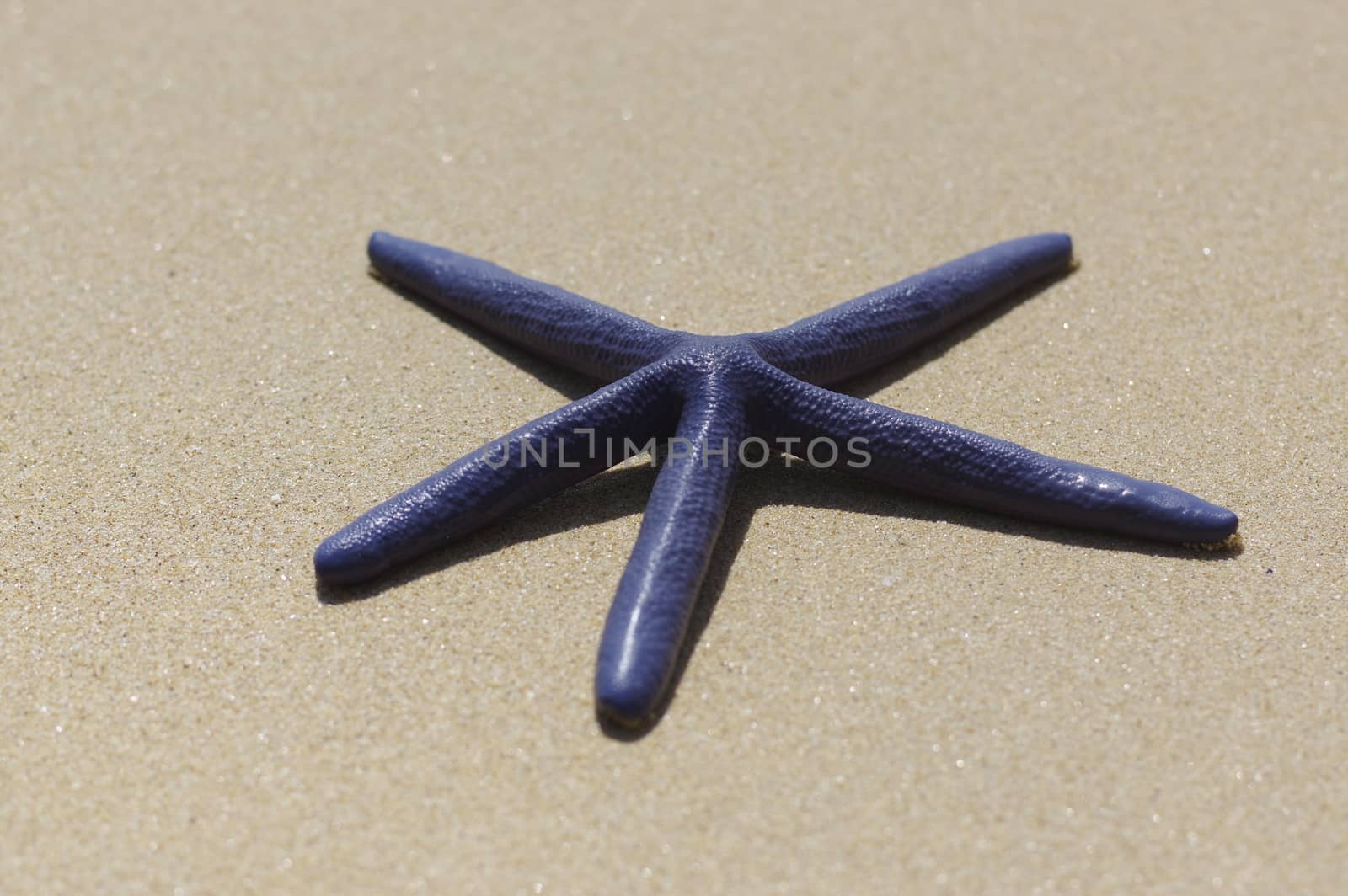Blue sea star, Linckia laevigata, underwater on the sand, Pacific ocean, Thailand