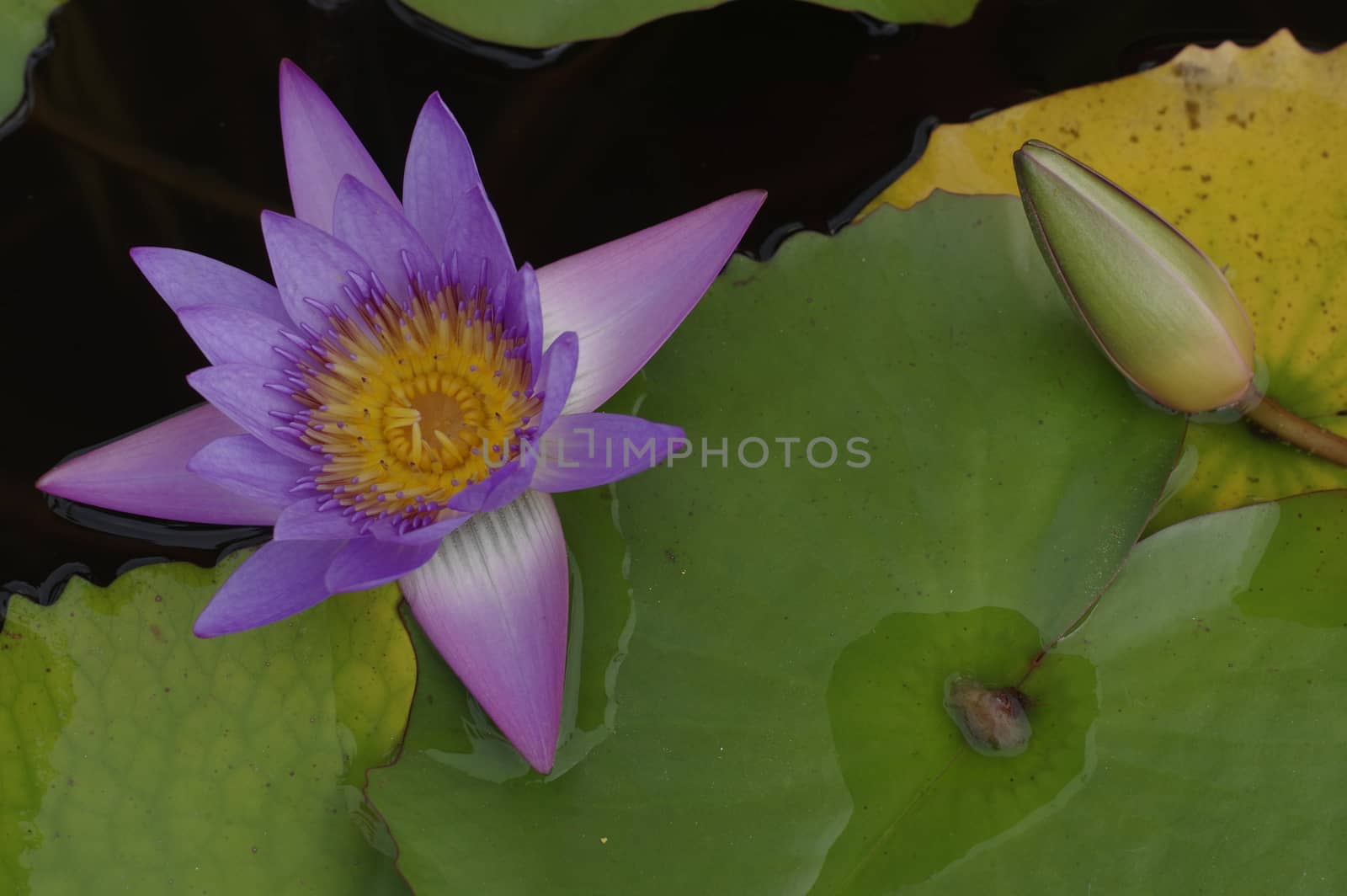 violet Lily in the pond on a bright sunny day, violet lotus flower by evolutionnow