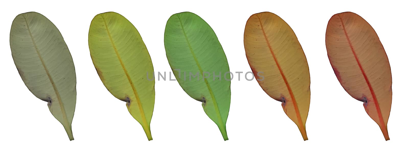 colorful leaf on white background/isolated.