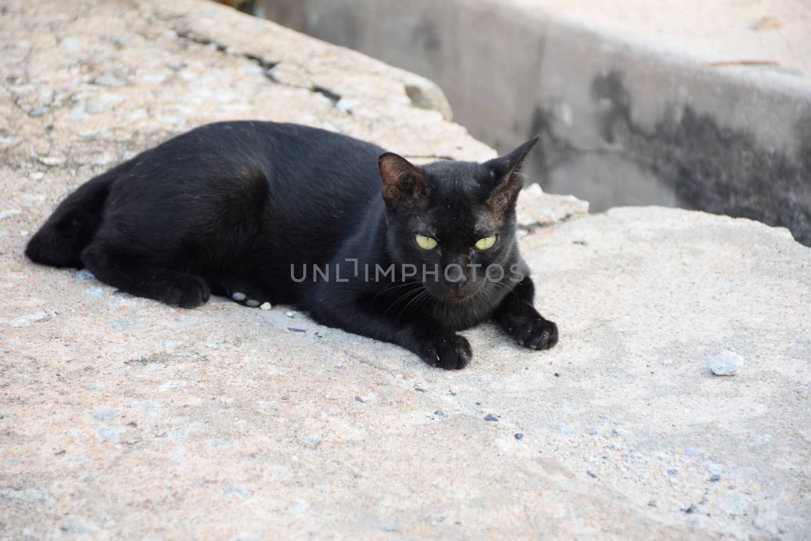 Black thai cat. Yellow eyes. by sky_sirasitwattana