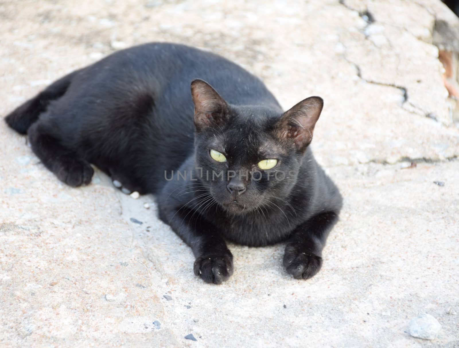 Black thai cat. Yellow eyes. by sky_sirasitwattana