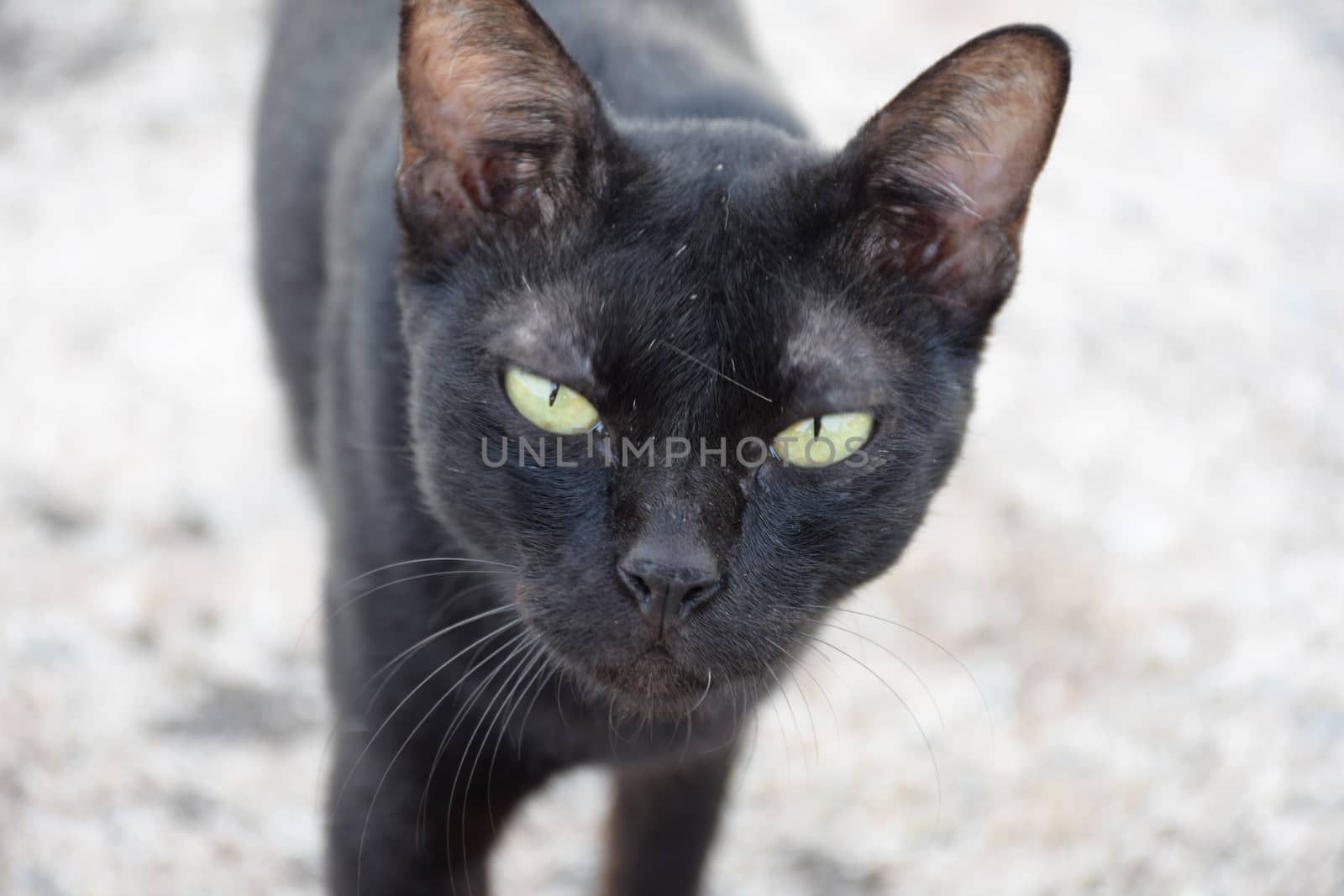 Black thai cat. Yellow eyes. by sky_sirasitwattana
