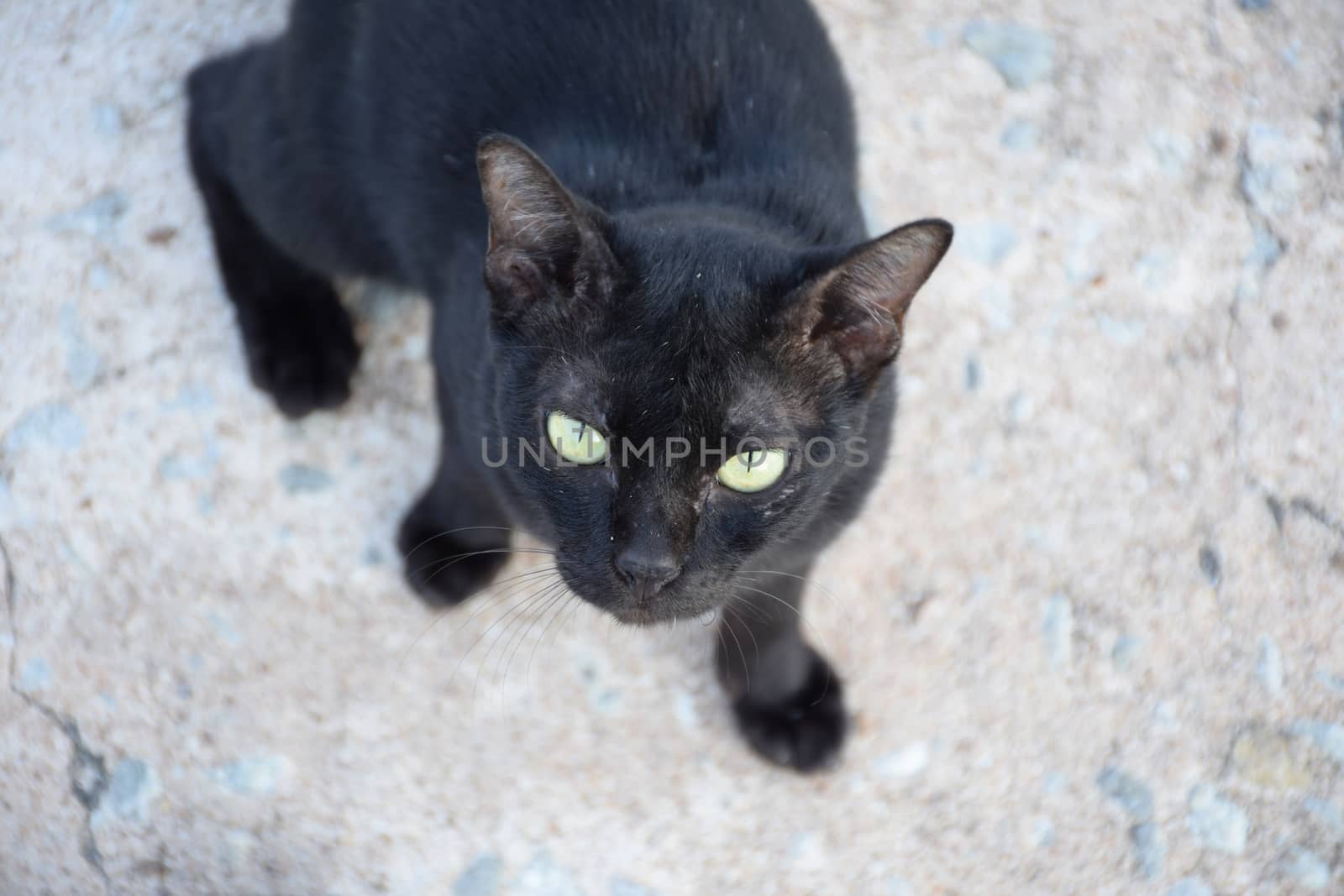 Black thai cat. Yellow eyes.