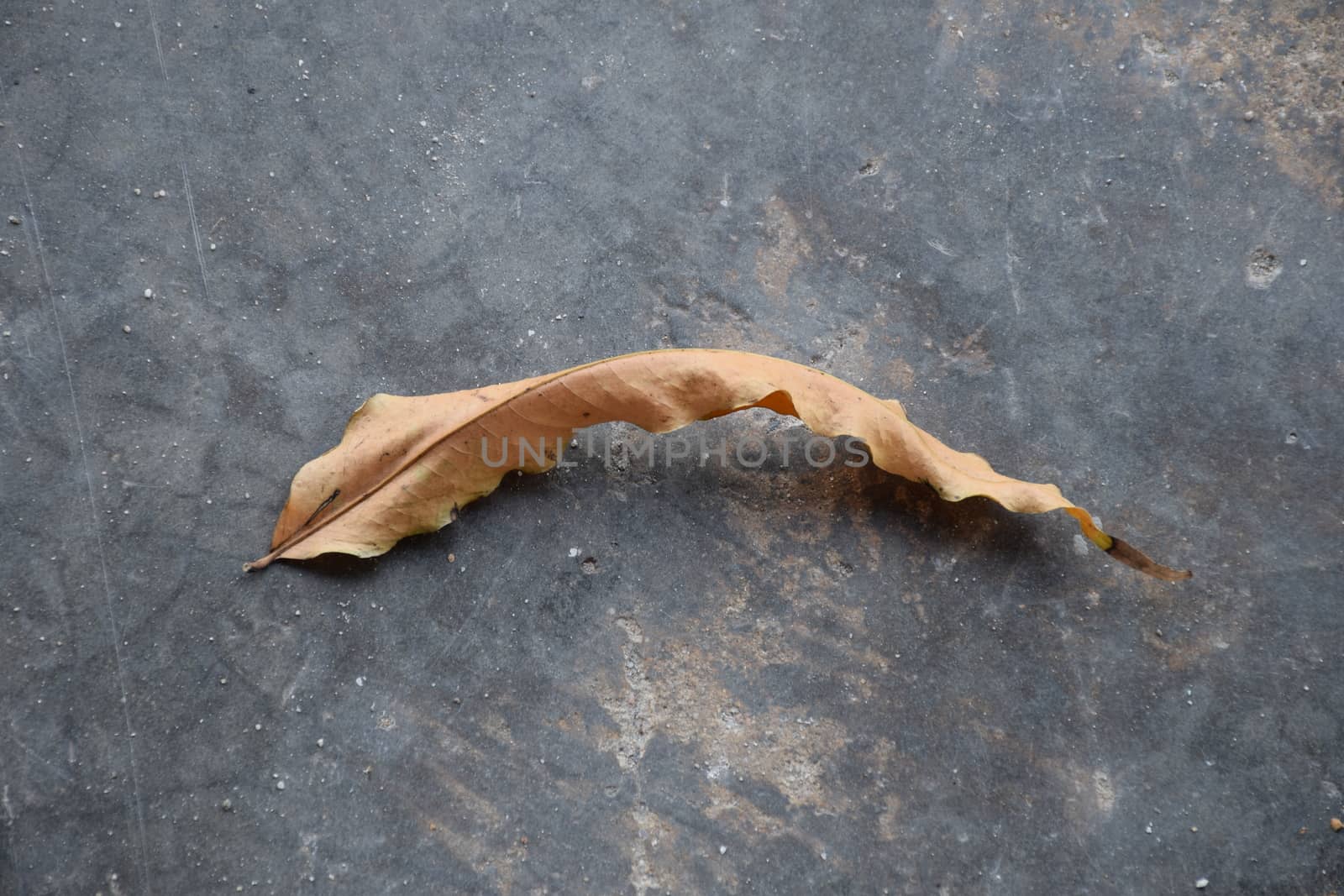 Dry leaf on concrete. by sky_sirasitwattana