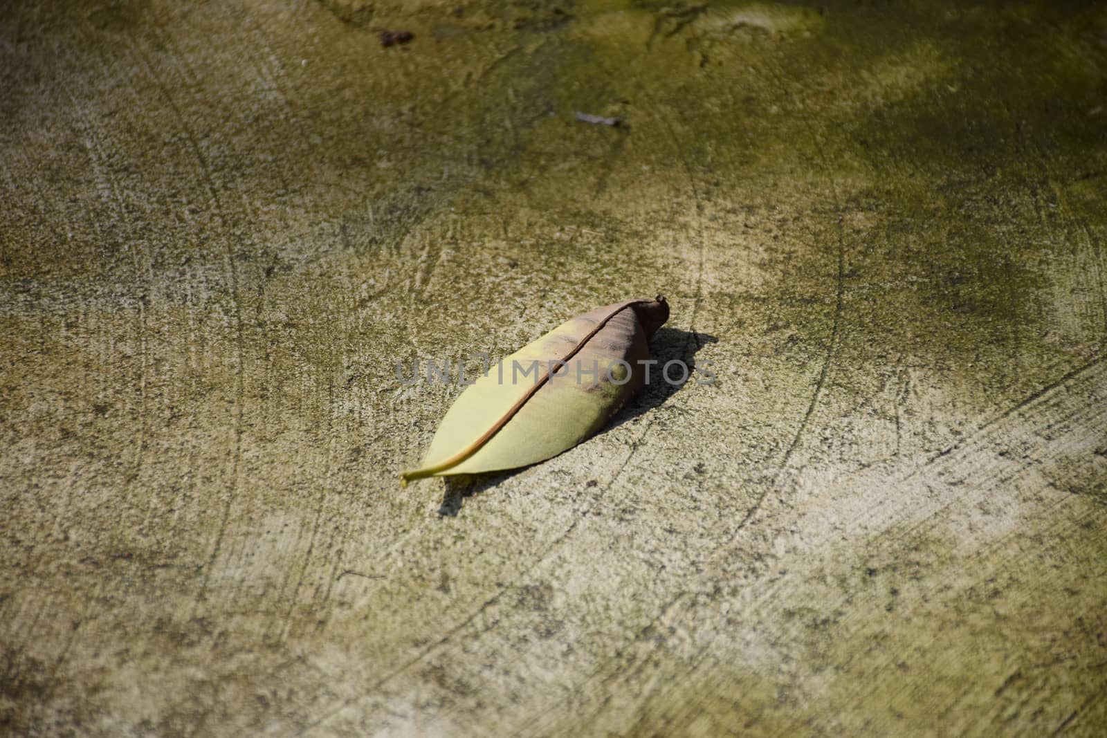 Dry leaf on concrete. by sky_sirasitwattana