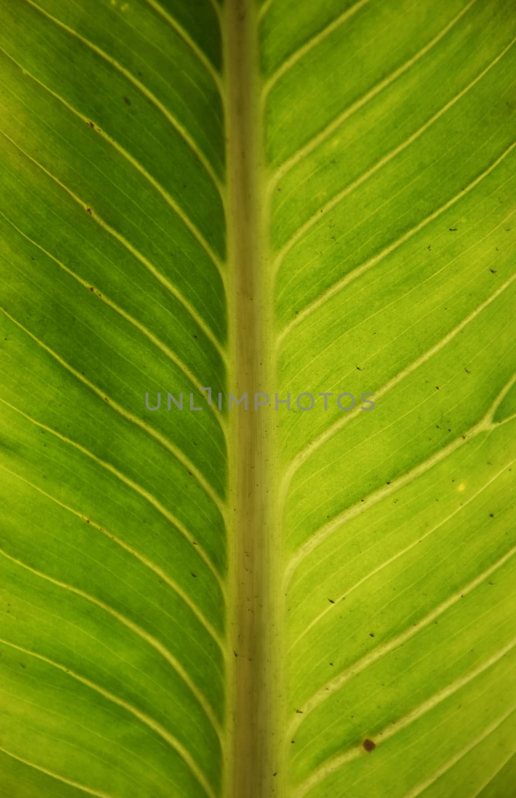 Close up green leaf texture. by sky_sirasitwattana