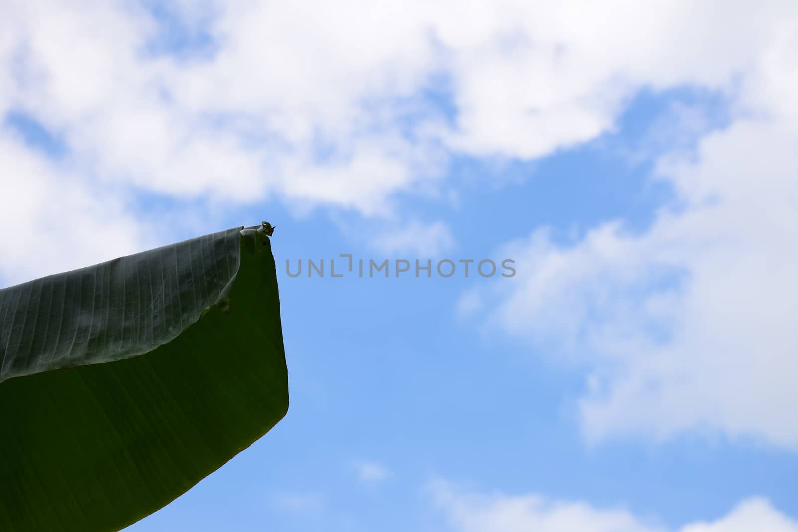 leaf against the blue sky.
