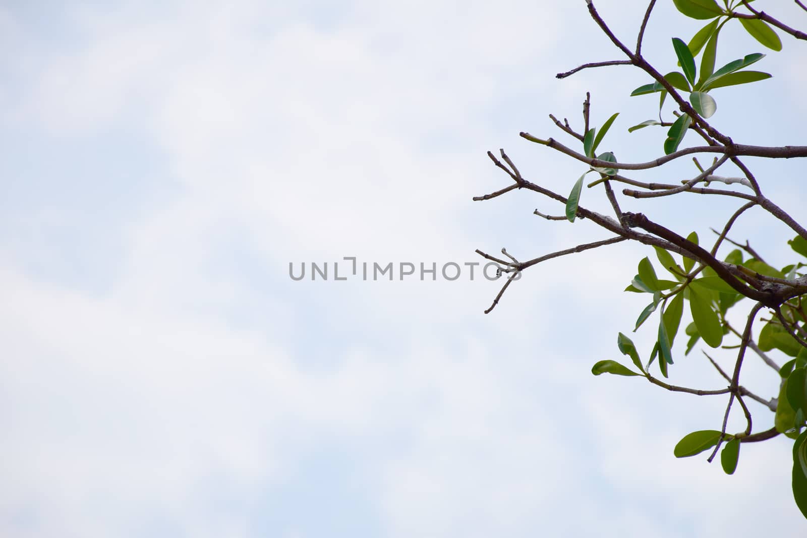leaf against the blue sky. by sky_sirasitwattana
