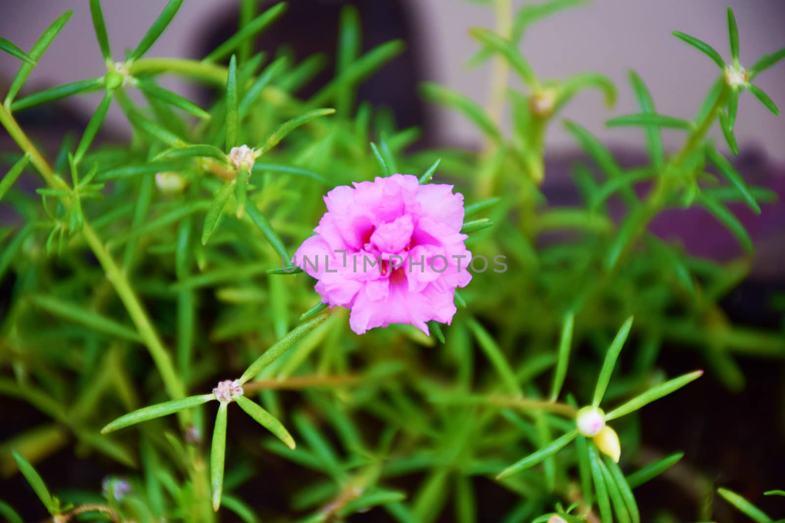 pink Rosemoss flowers. by sky_sirasitwattana