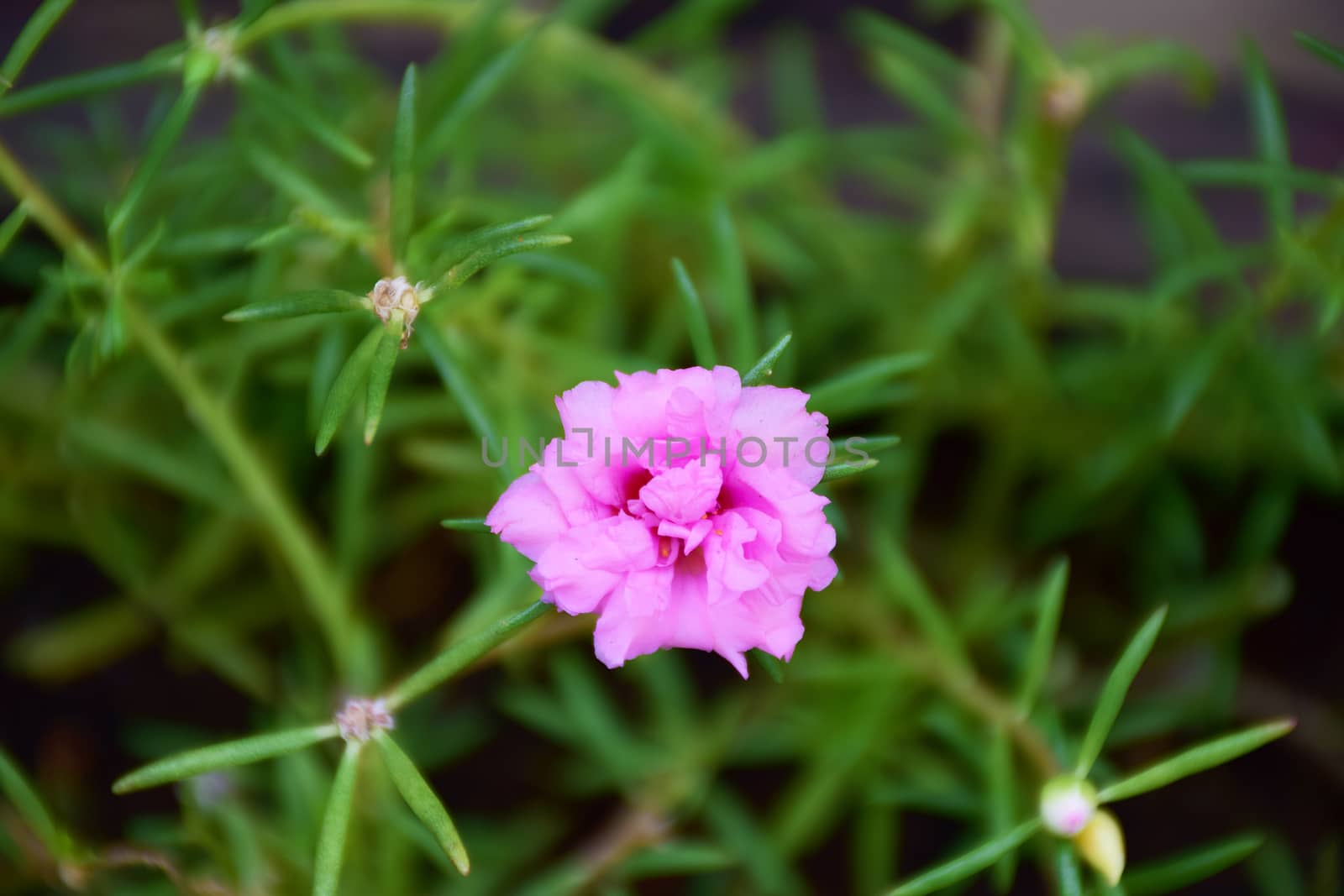 pink Rosemoss flowers. by sky_sirasitwattana