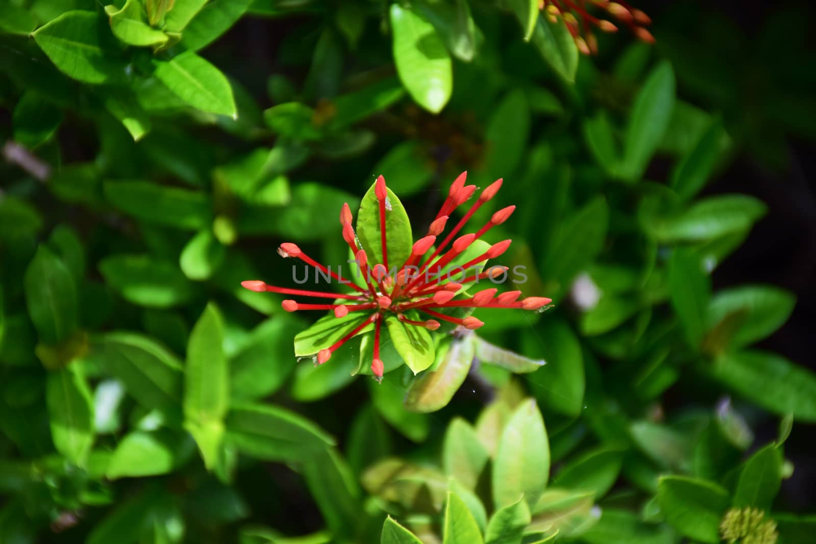Red Rubiaceae flower.