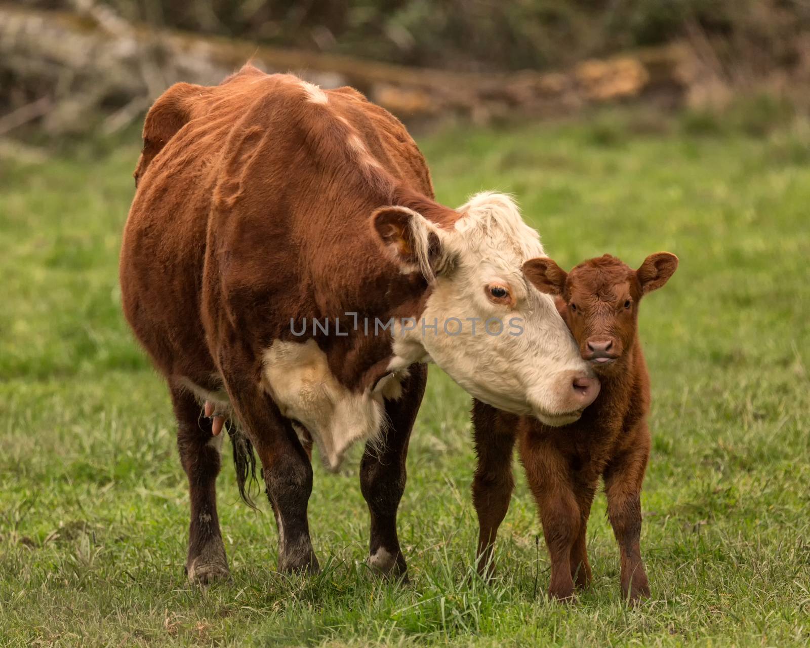 Momma Cow and Calf, Color Image, Northern California, USA