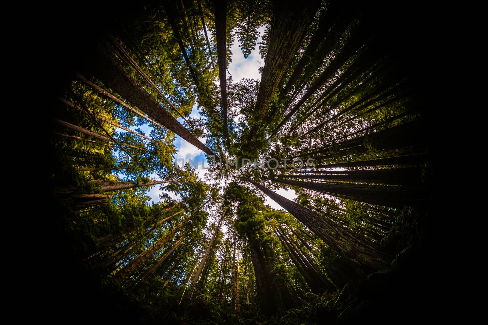 Redwood Forest Fisheye, Color Image, Northern California, USA