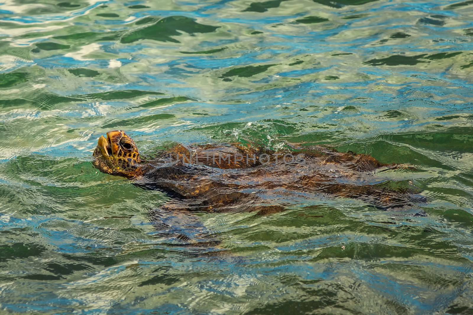 Green Sea Turtle Swimming, Color Image, Maui, USA