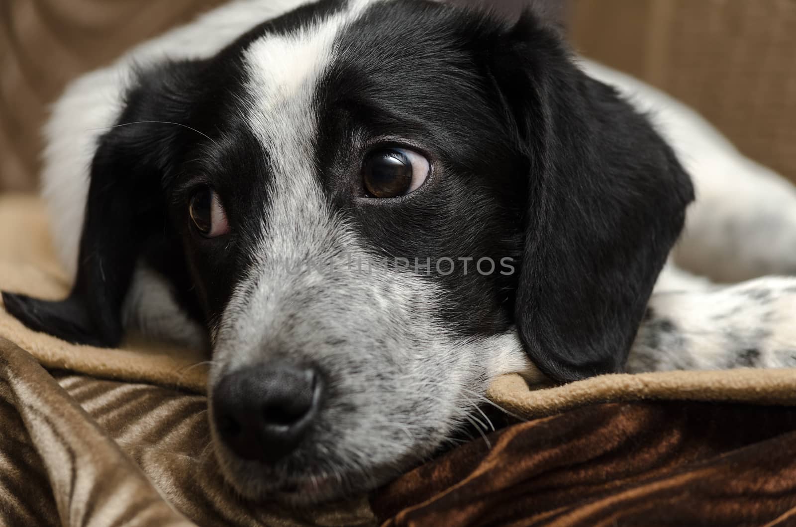 Sad, homeless puppy close-up head and look