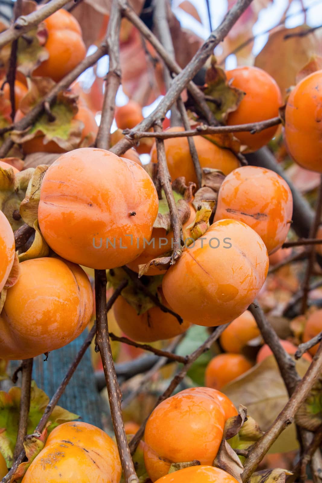 Persimmon- Southern tree with orange-red sweet taste astringent fruits and fruit themselves.
