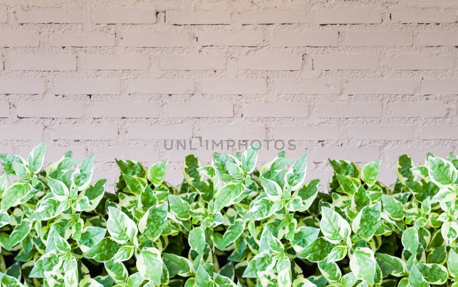 Green plant with brick wall decorated in coffee shop