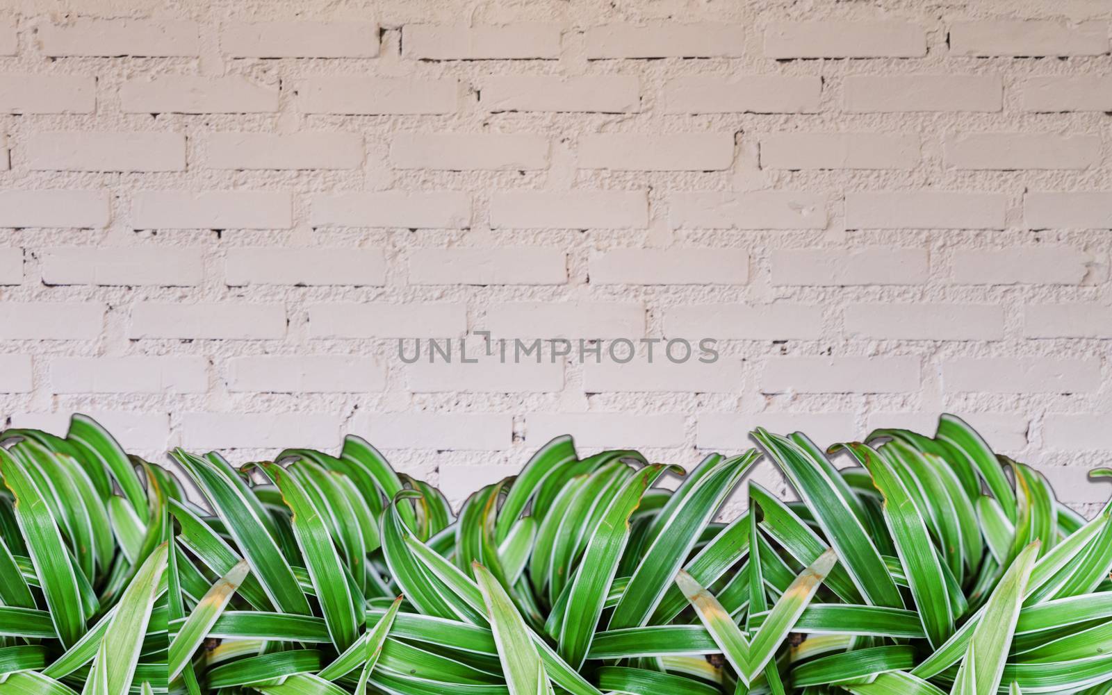Green plant with white brick wall by punsayaporn