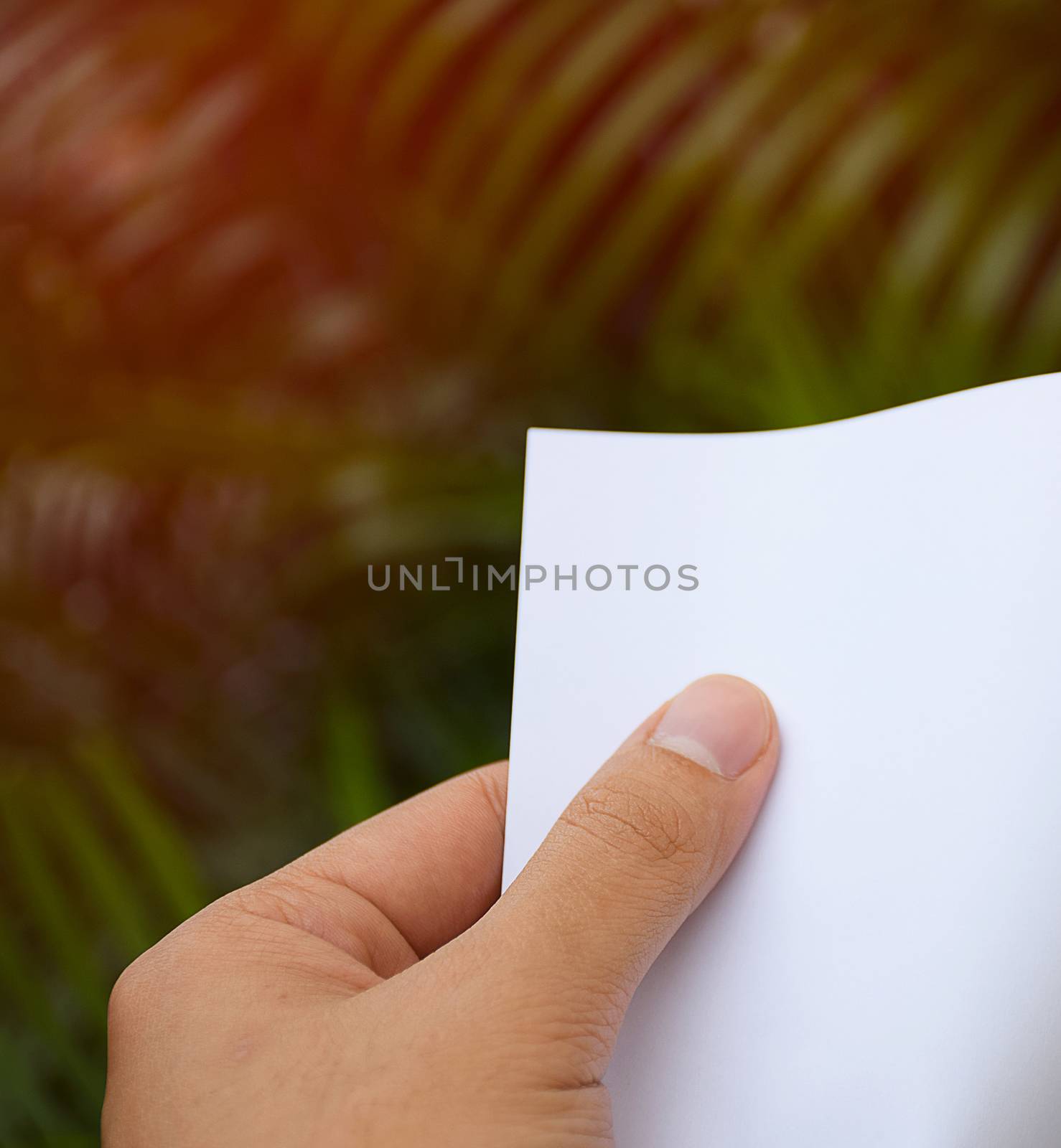 Hand holding white paper with nature background.