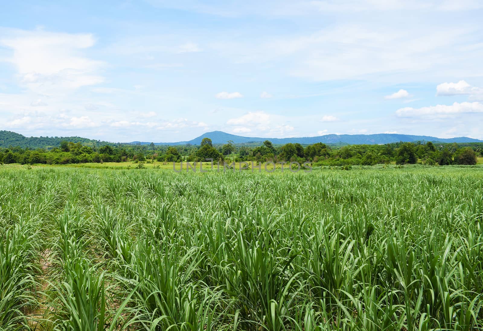 Sugarcane field with blue sky background. Travel in Thailand.