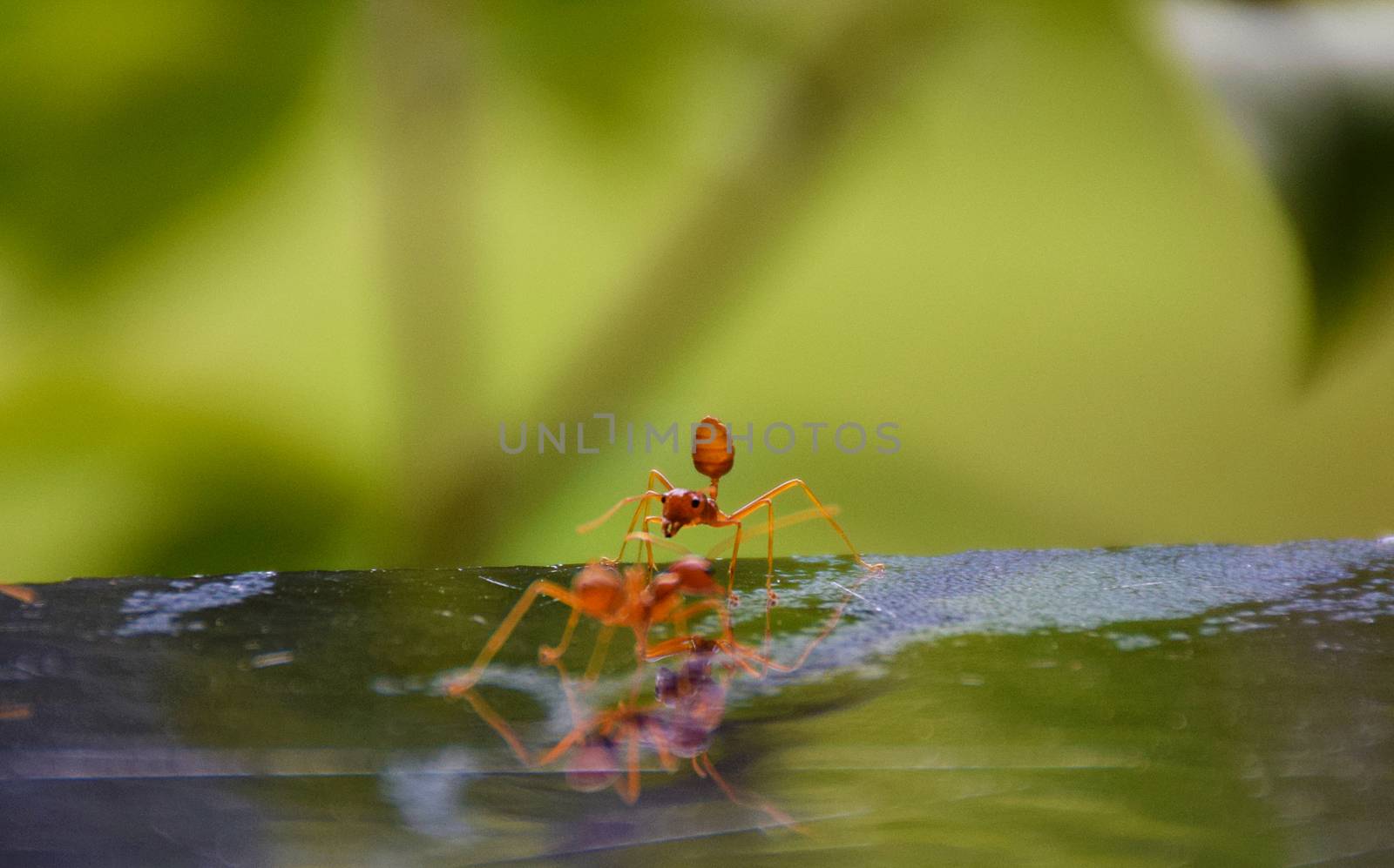 Close up and macro red ant with nature background.