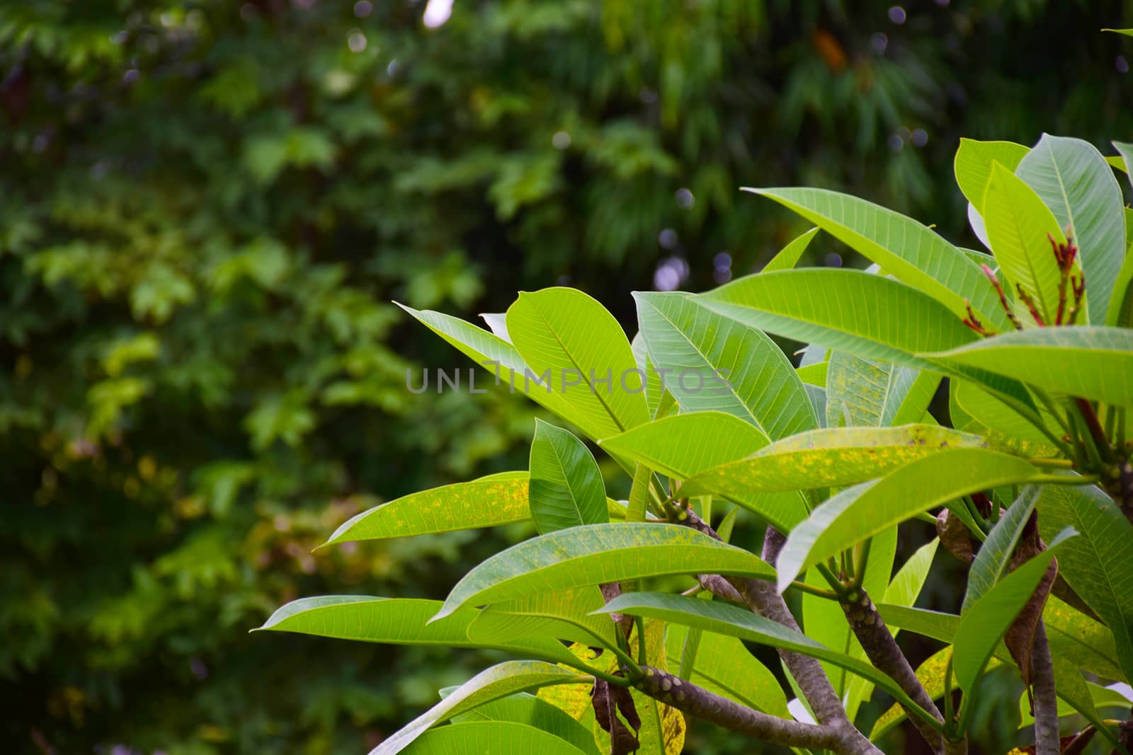 Green bush leaf background. Natural texture.