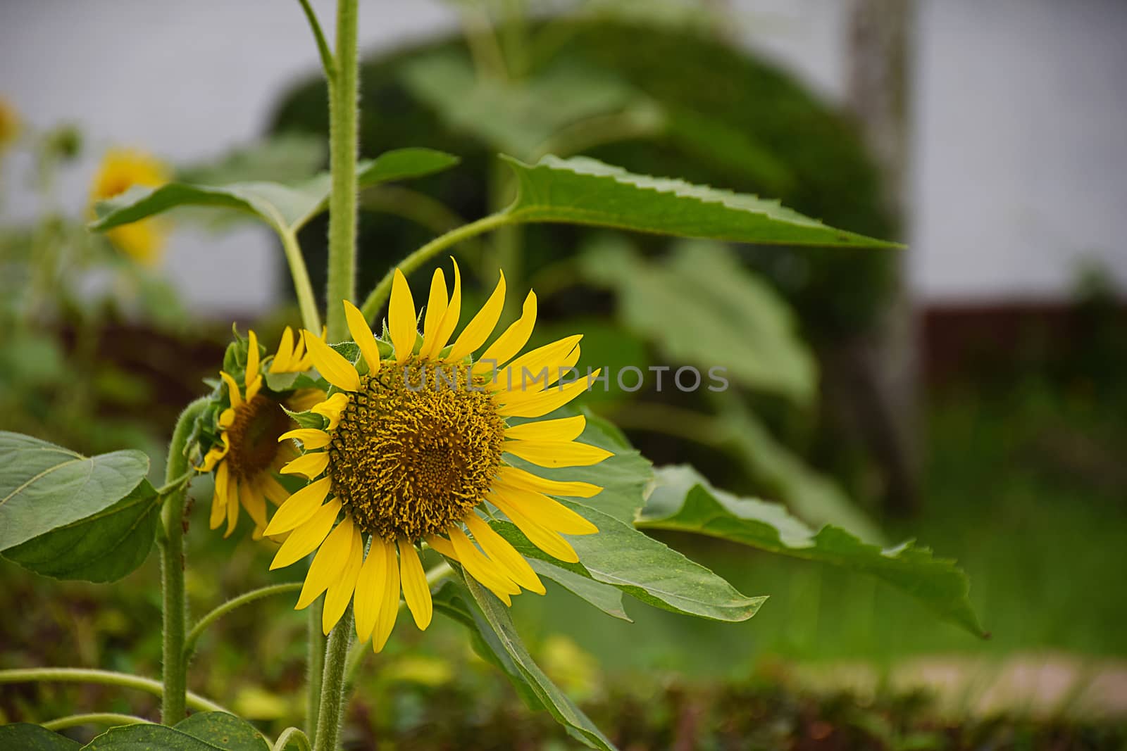 Sunflower in the morning.