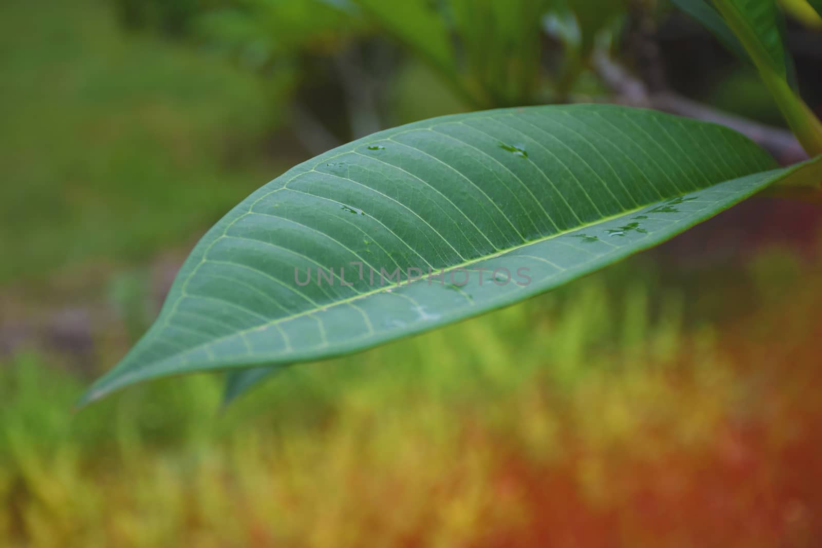 closeup/macro green nature leaf on nature background.