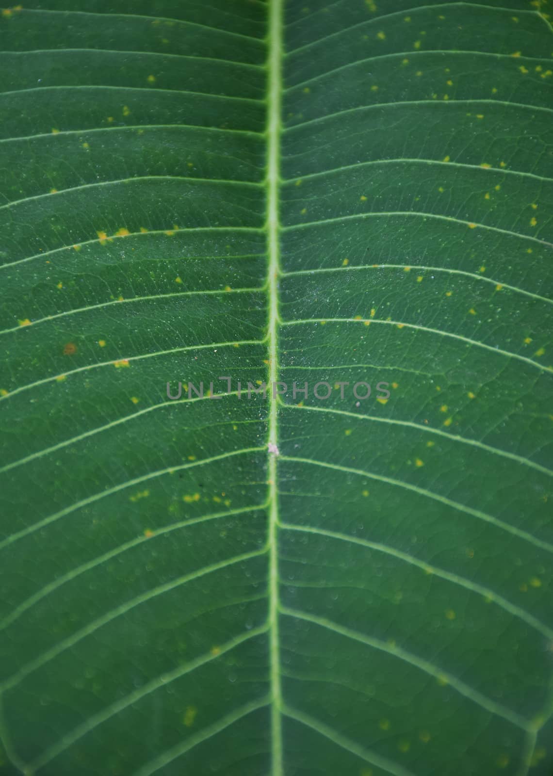 Close up green leaf texture/background.