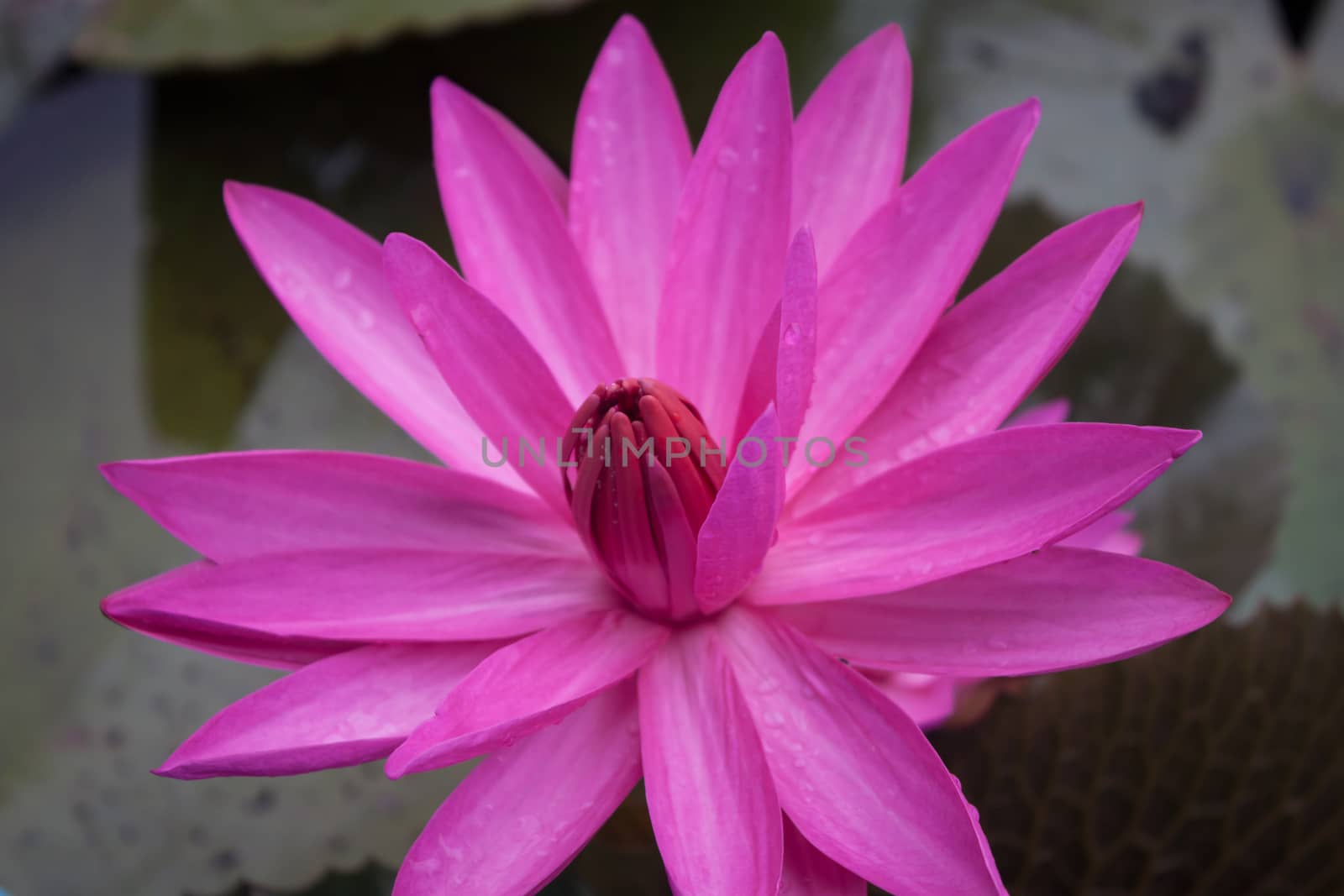 Pink lotus blossoms blooming on pond by punsayaporn