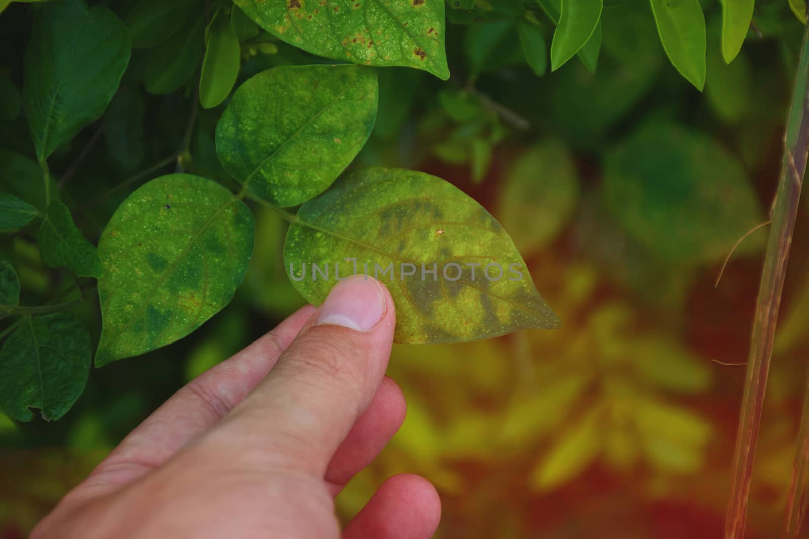 Hand touch a green leaf. take care of nature.