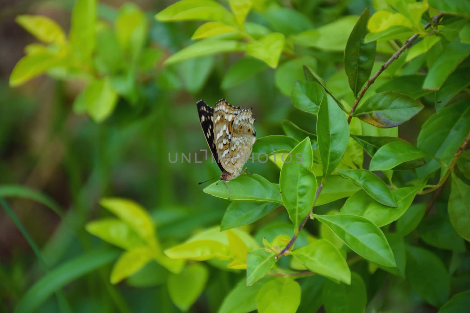 Closeup butterfly on flower.