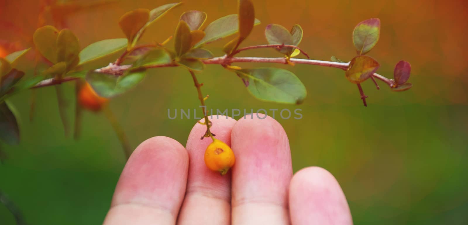 Hand touch a little fruit. take care of nature.