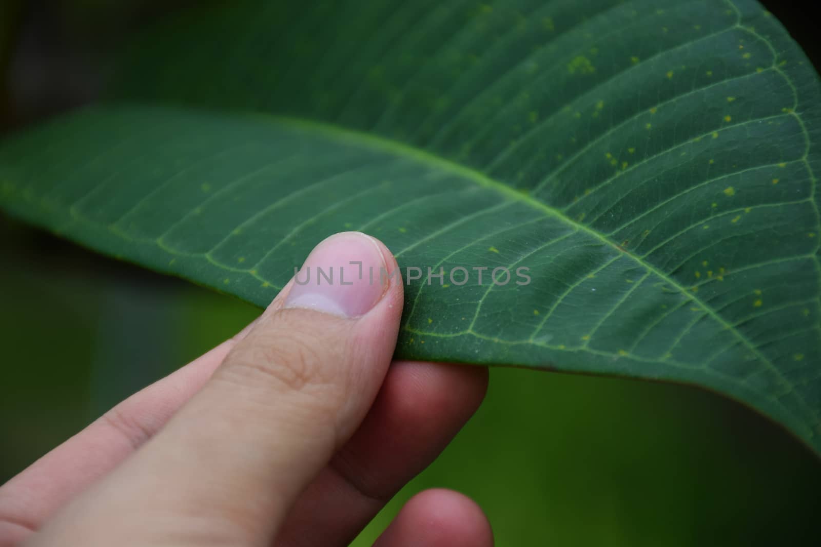 Hand touch a green leaf. take care of nature.